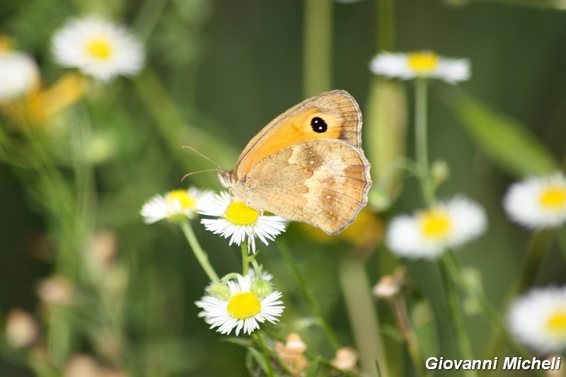 La vita in un fiore (Erigeron annuus)